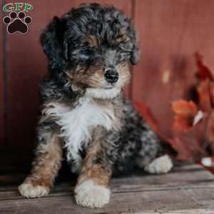 Chip, Mini Bernedoodle Puppy